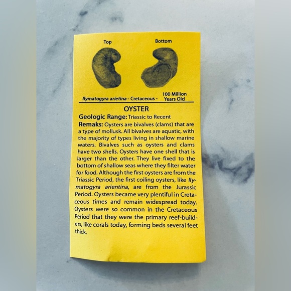 🦕 Educational Fossils Set: dinosaur, ammonite, petrified wood, etc. Geol… - Picture 10 of 16